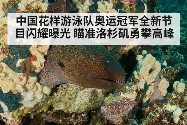 中国花样游泳队奥运冠军全新节目闪耀曝光 瞄准洛杉矶勇攀高峰