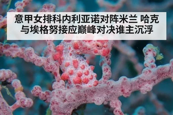 意甲女排科内利亚诺对阵米兰 哈克与埃格努接应巅峰对决谁主沉浮